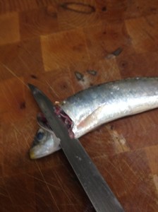 Ahora giramos el cuchillo y vamos en linea recta hasta la cola. 