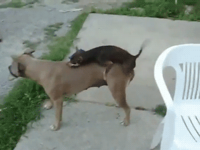 Domigo, de Totana, con una sobredosis de guisantes. 